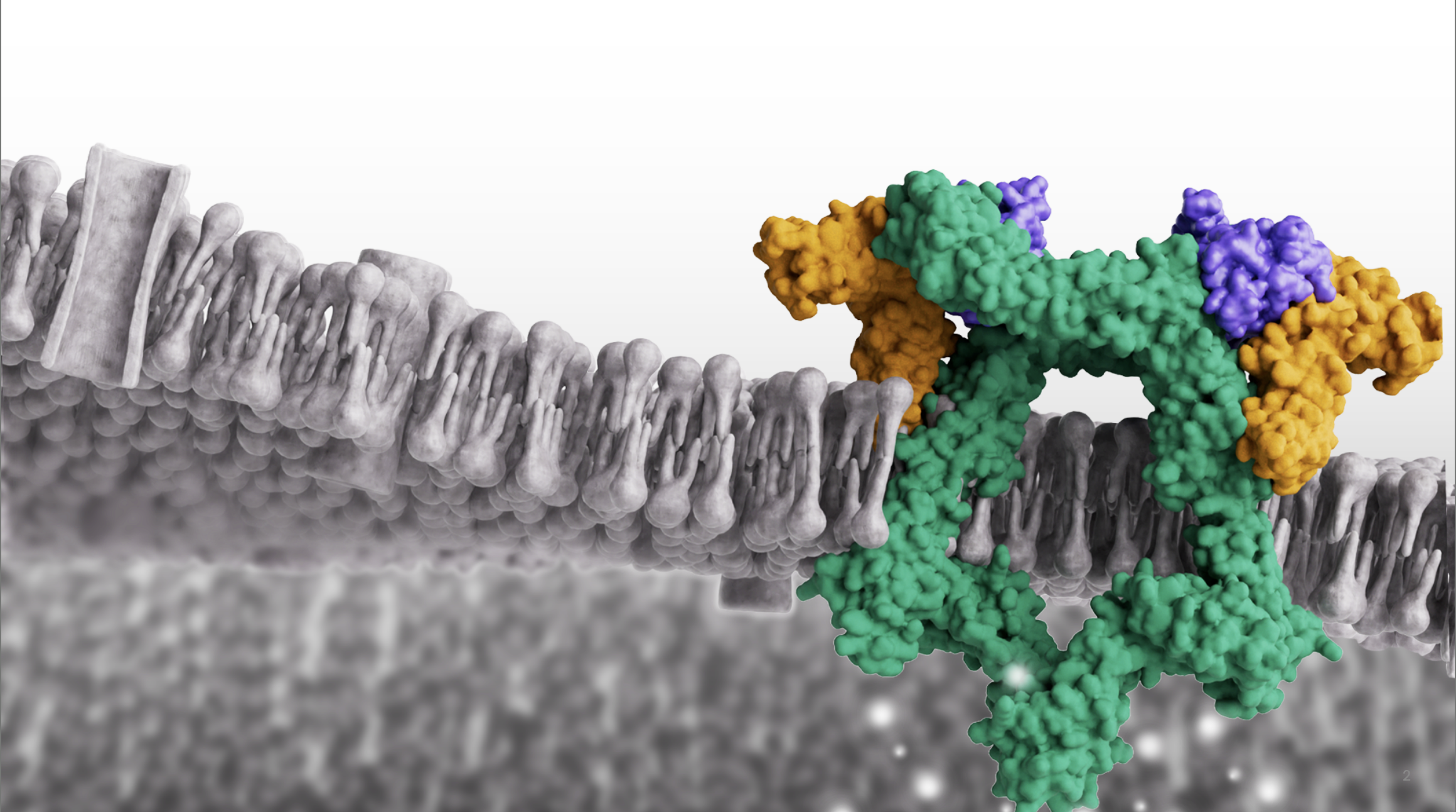 A graphical representation of the IL-6—gp130 axis in grey with a receptor in green